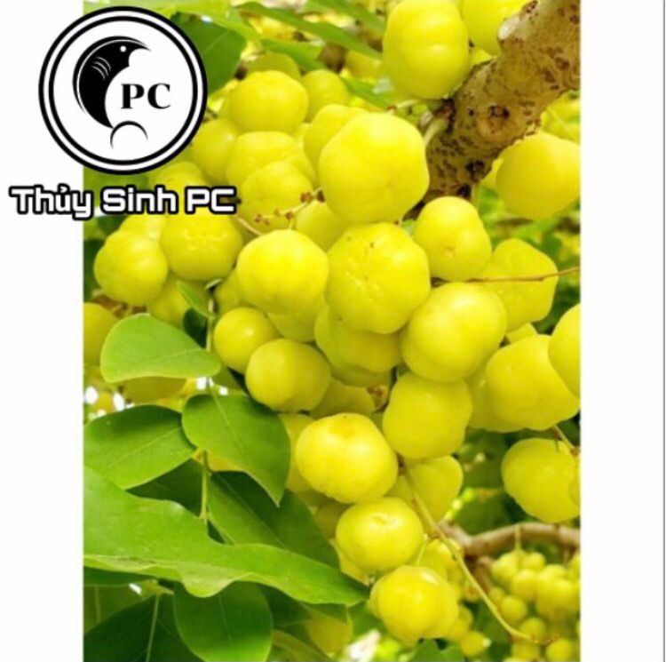 Giống Chùm Ruột Ngọt - Cây cảnh , hạt giống .