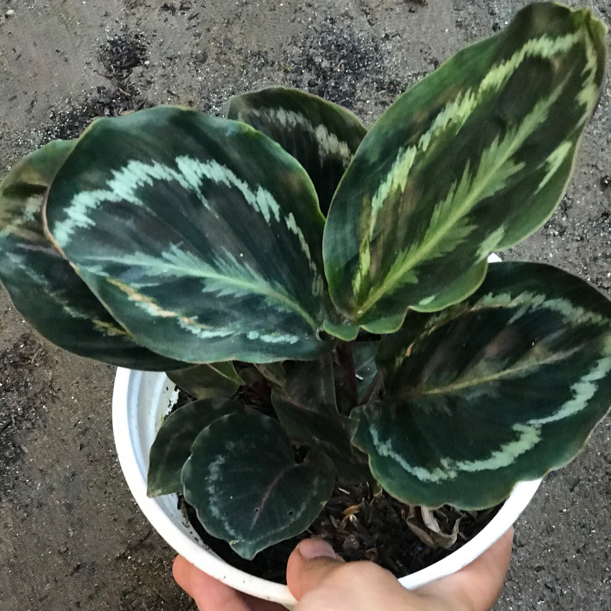 caykiengsadec - Cây công xanh + tặng phân bón cho cây mau lớn - hoa kiểng lá - cây phong thủy trang trí nội thất cảnh quan ngoài trời