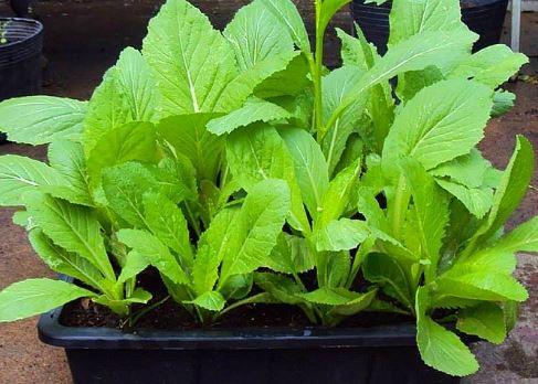 Hạt Giống Rau Cải Mơ Rau Cải Ngon - 20gr