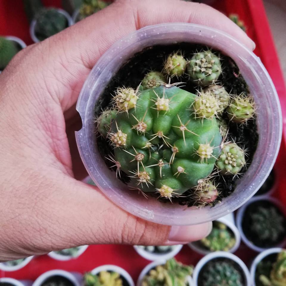 Cây xương rồng damsi cây khỏe dễ chăm , có cây con đèo xung quanh tách ra sẽ lên cây mới