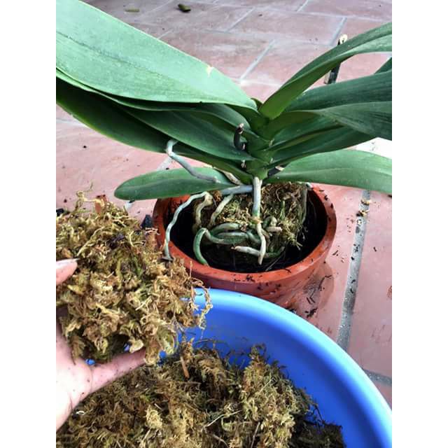 Rêu Sâu Chile ( Dớn) Nhập Khẩu 100gr kháng nấm bệnh