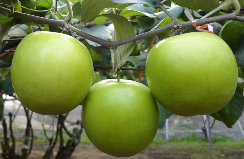 Táo đại f1 cây giống nông nghiệp tao dai tao qua to