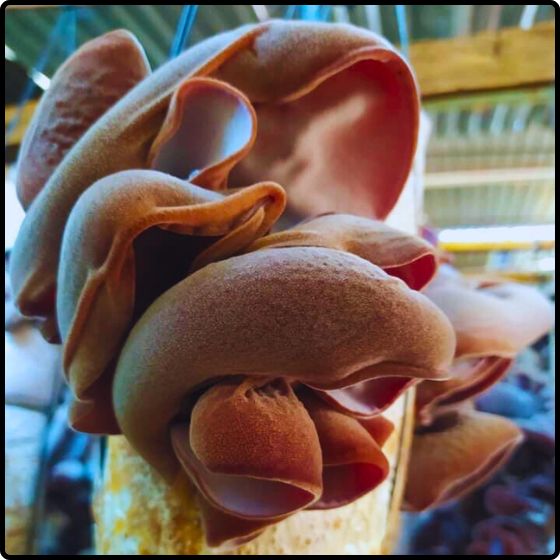 Phôi nấm Sò thái và Mộc nhĩ