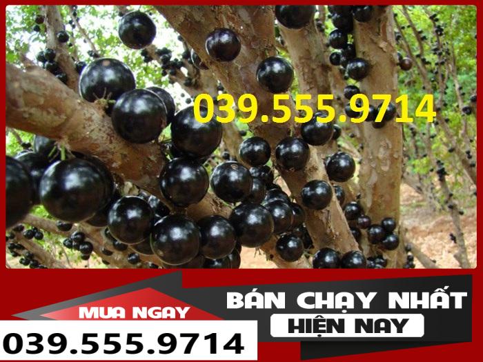 Cây Giống Nho Thân Gỗ Tứ Quý - Ra Quả Quanh Năm