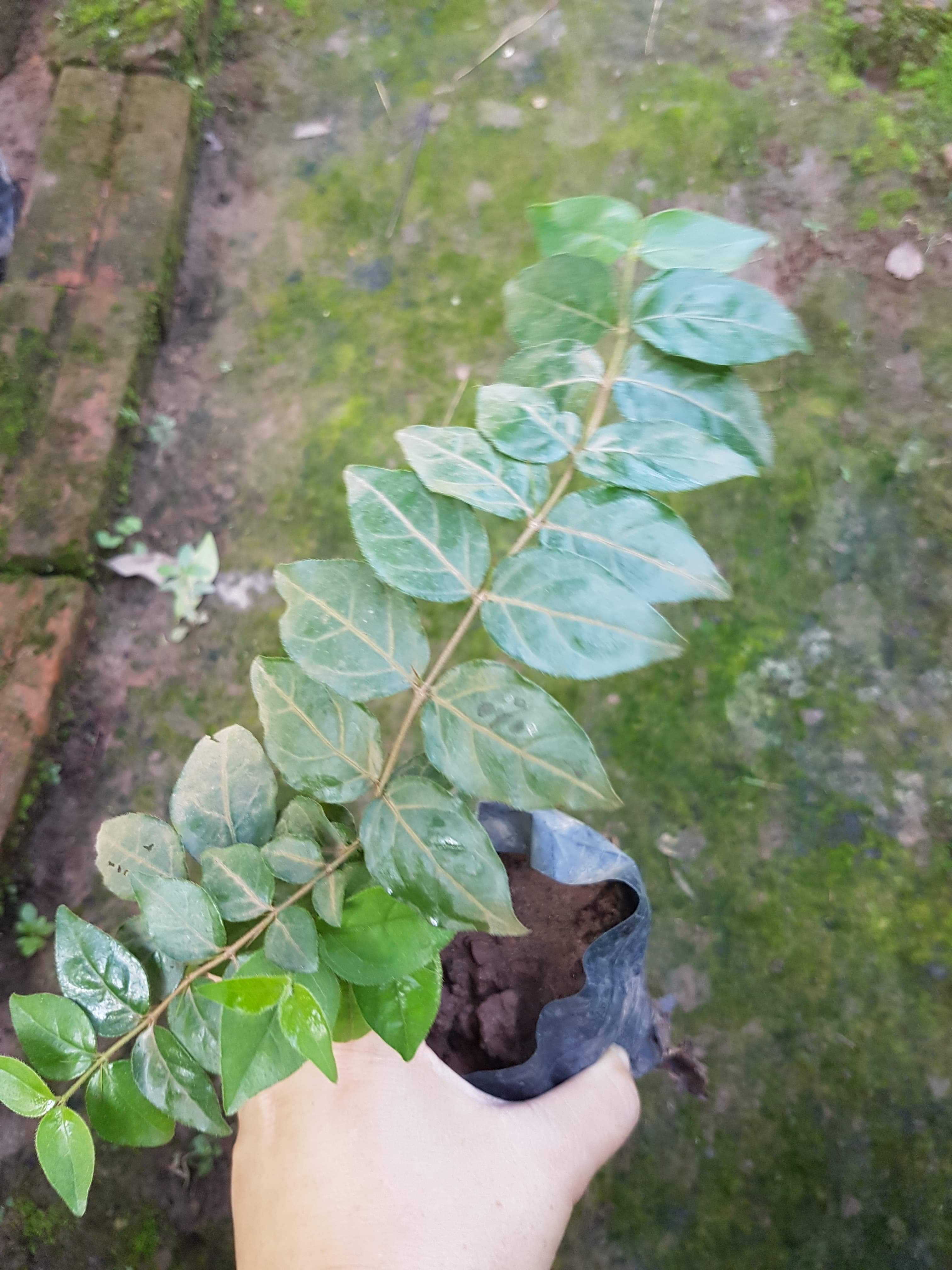 Cây găng làm thạch  - Cây trong bầu