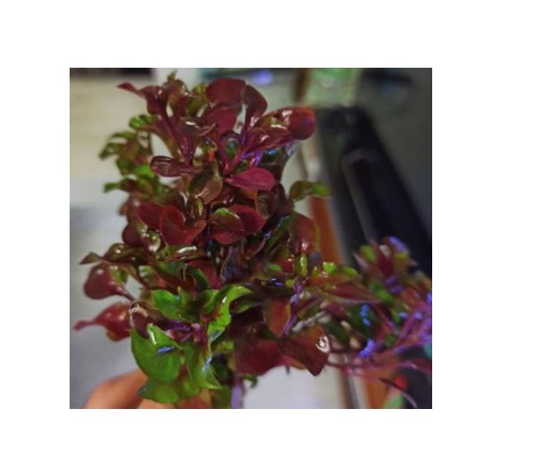 Cây thủy sinh cắt Cắm - Hồng lá xoăn dễ trồng, không cần Co2 trung cảnh
