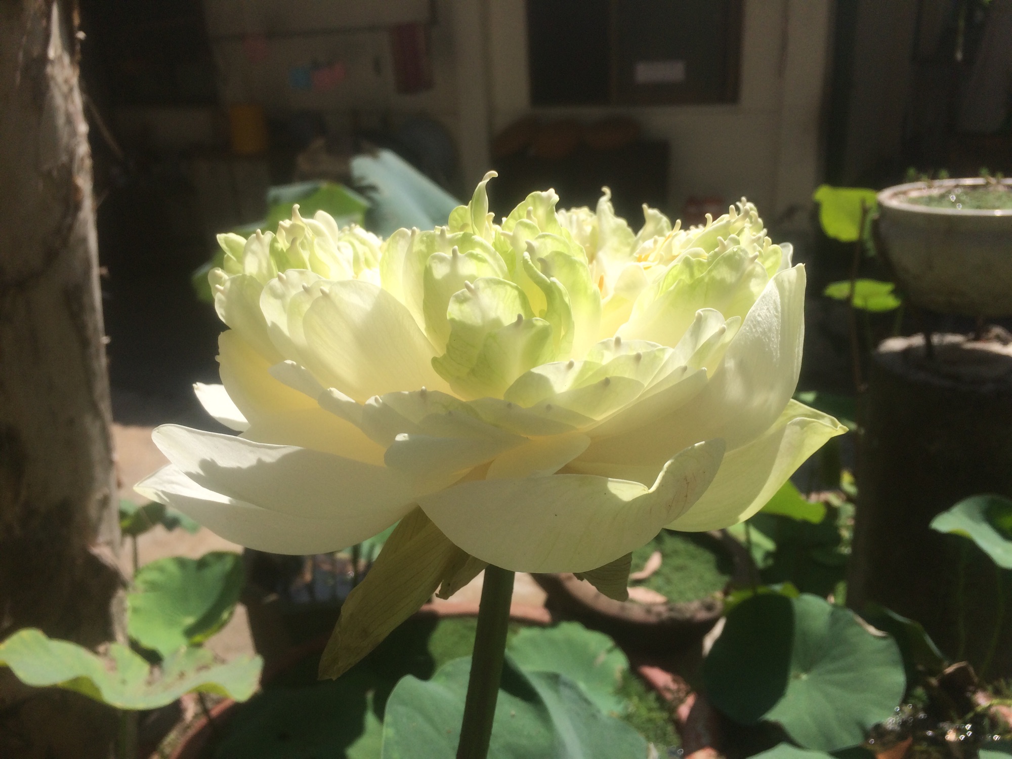 Trồng sen bách diệp trắng bằng ngó rất mau lên.