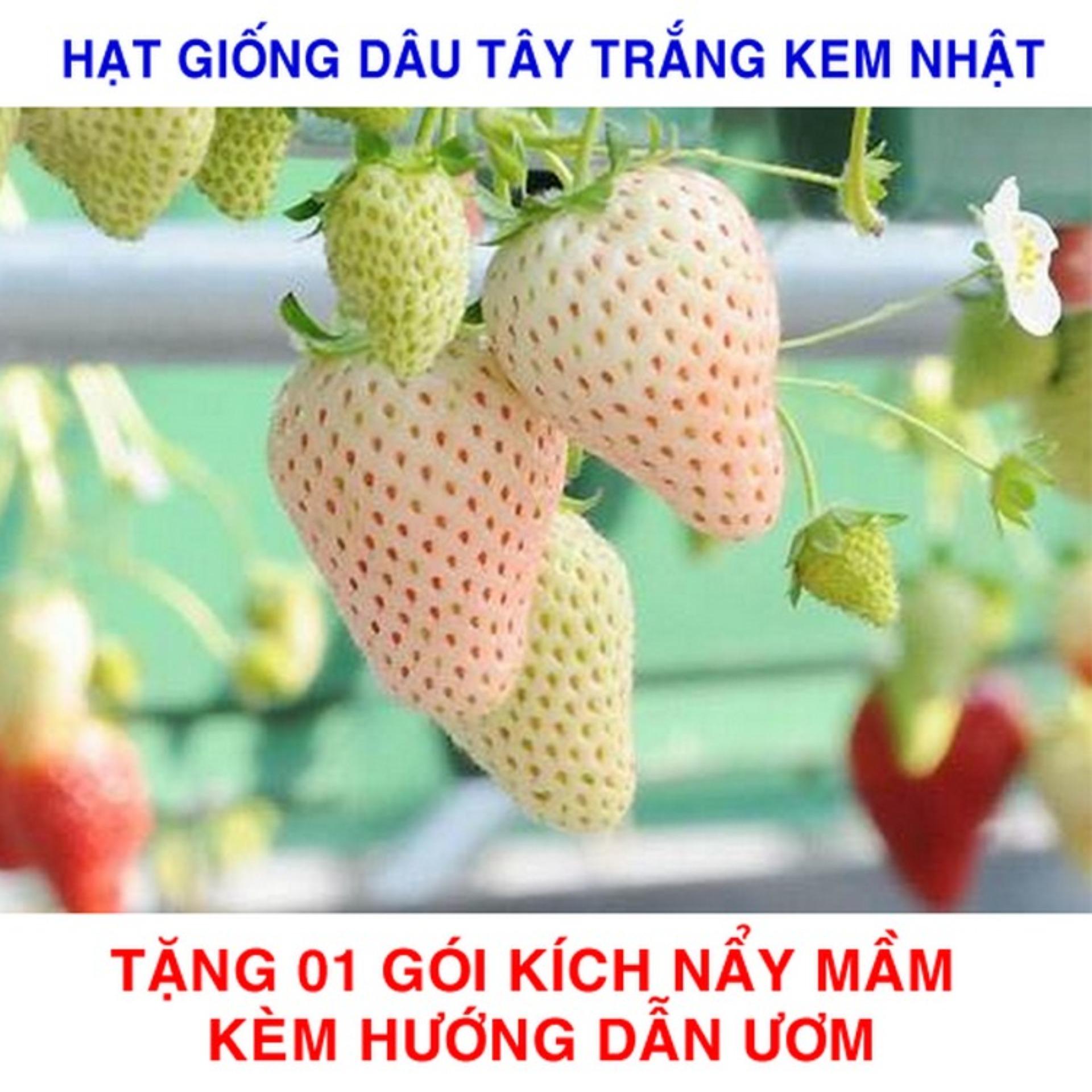 Gói 100 Hạt giống Dâu tây Trắng kem Nhật (tặng gói kích nẩy mầm và hướng dẫn)