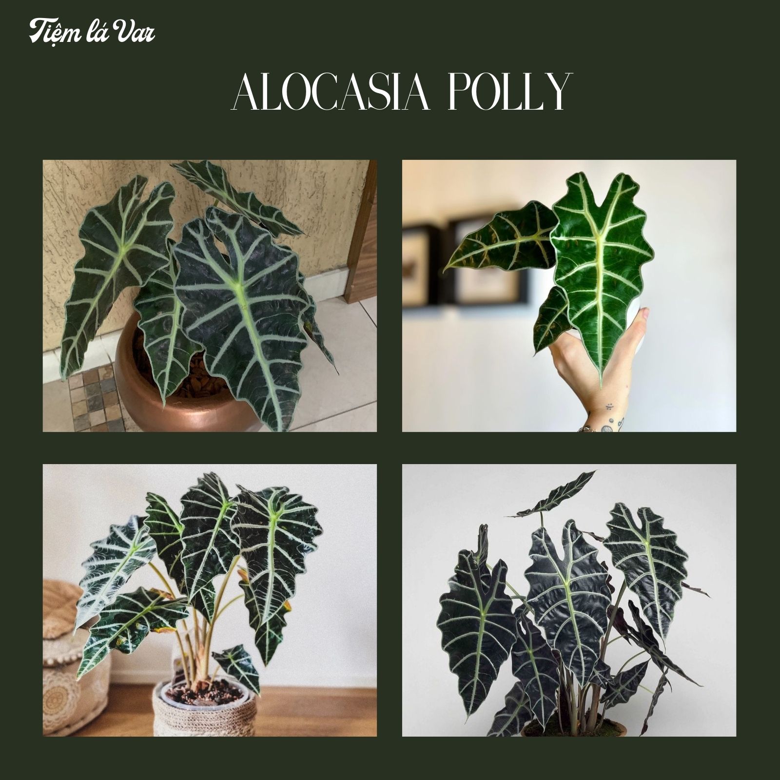 ️Cây Môn Quan Âm - Alocasia Polly - Cây kiểng lá để bàn, cây công trình, trang trí sân vườn, ban công, bàn làm việc