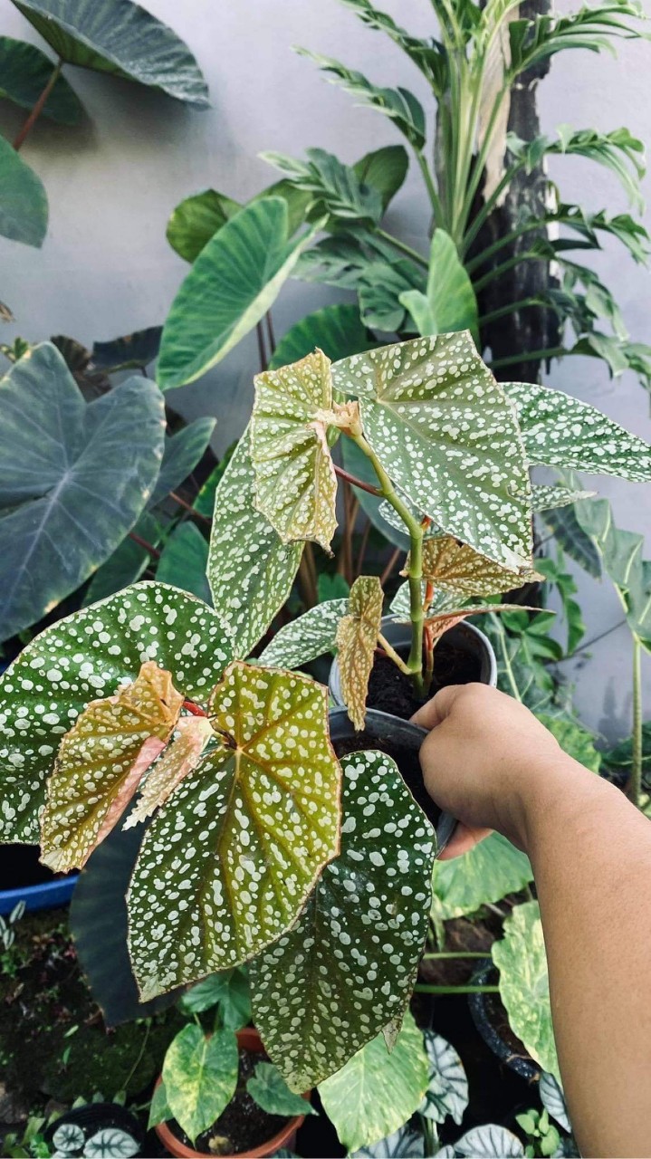 Hải đường đốm  - Lucerna cây khỏe, chậu to