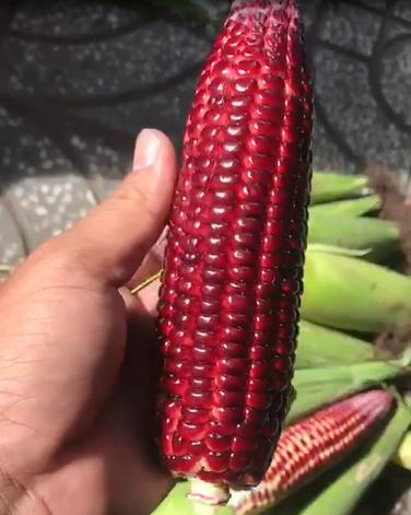 HAT GIỐNG BẮP TÍM NỮ HOÀNG