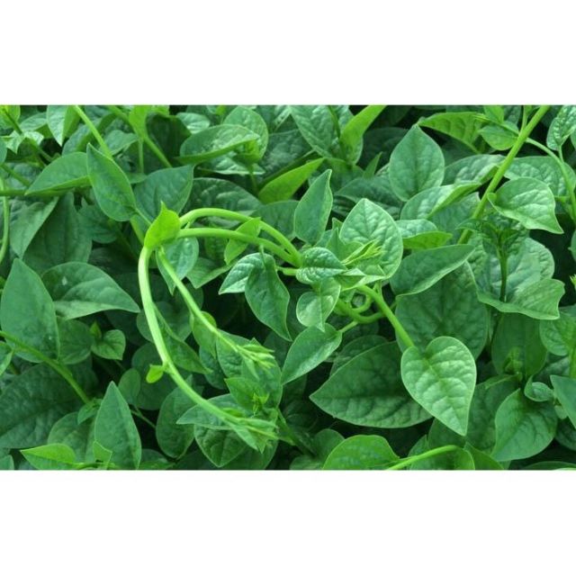 Hạt Giống Rau Mồng Tơi 20Gr