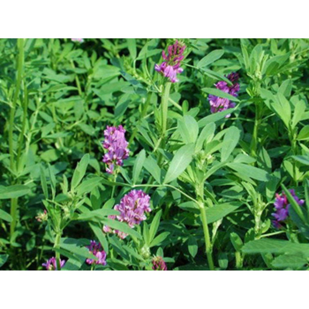 Giống cỏ linh lăng alfalfa - siêu dinh dưỡng - thức ăn gia súc - 100g