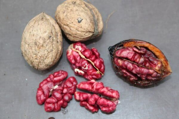 Hũ hạt óc chó Đỏ Mỹ - Real Food (500Gr)