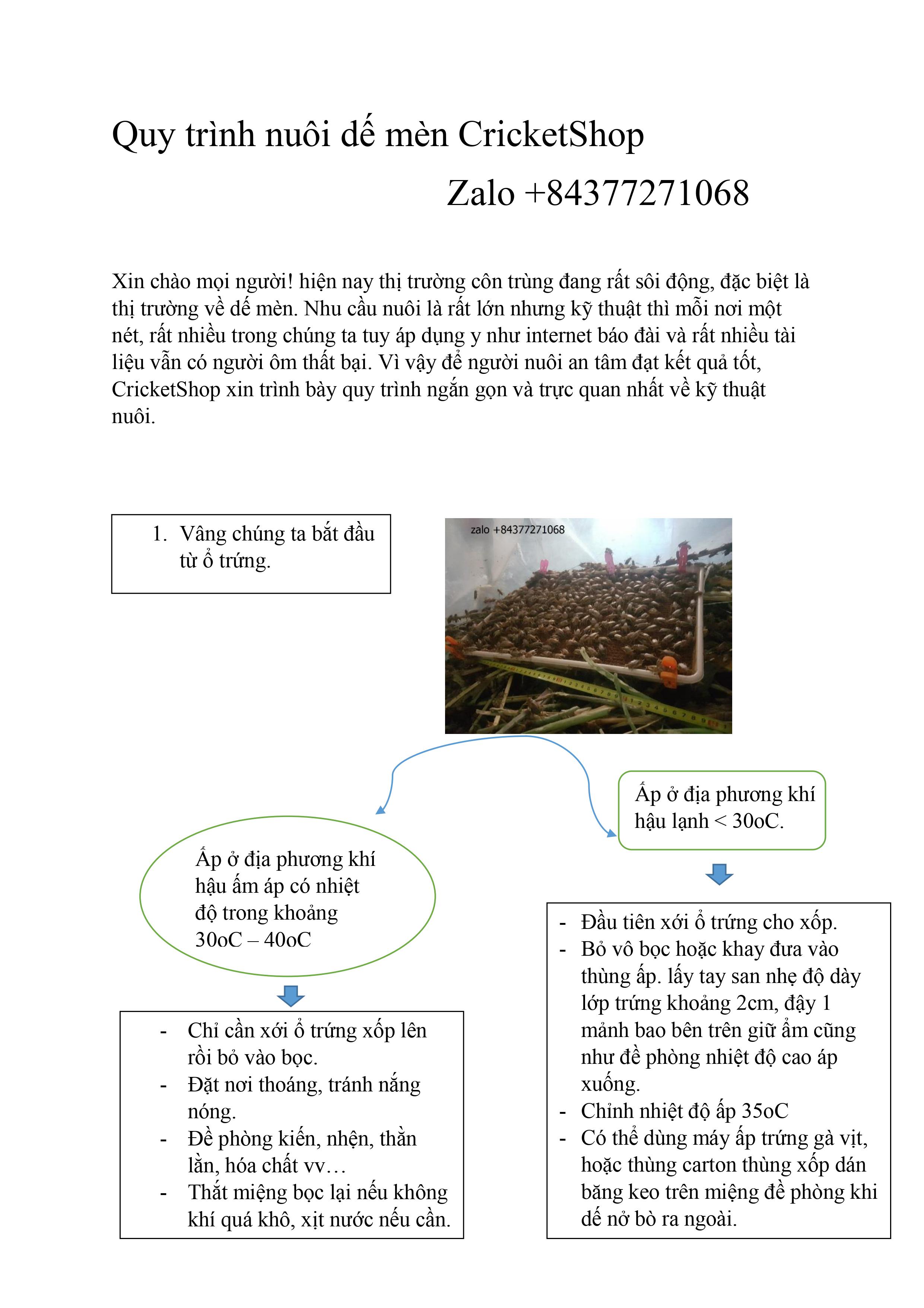 ổ trứng dế mèn thái - đạt 15kg thành phẩm.