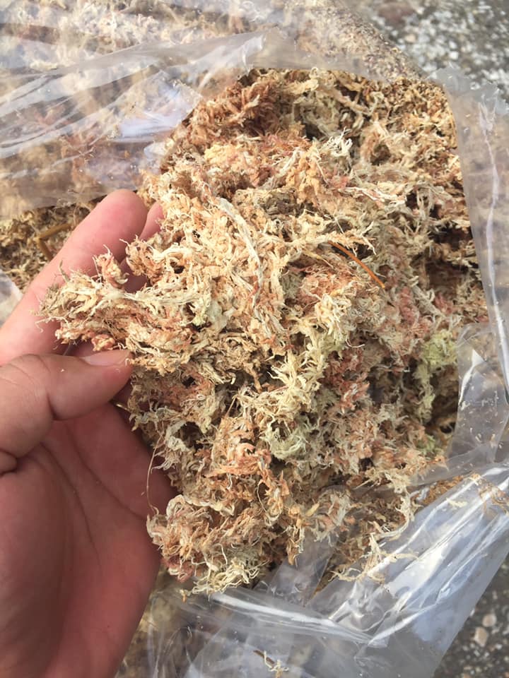 Dớn Trắng , Rêu Trắng Nhập Khẩu Đã Qua Xử Lí (Chile Moss , Sphagnum Moss , Dơn Con Sâu) Giá Thể Trồng Lan , Kiểng Lá