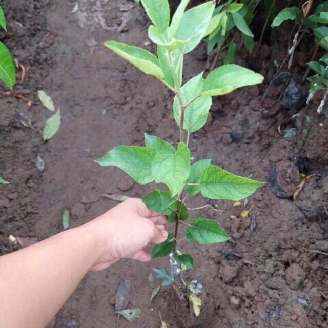 Cây Táo Đỏ Lùn F1.Cây Siêu Đẹp.Siêu Khỏe