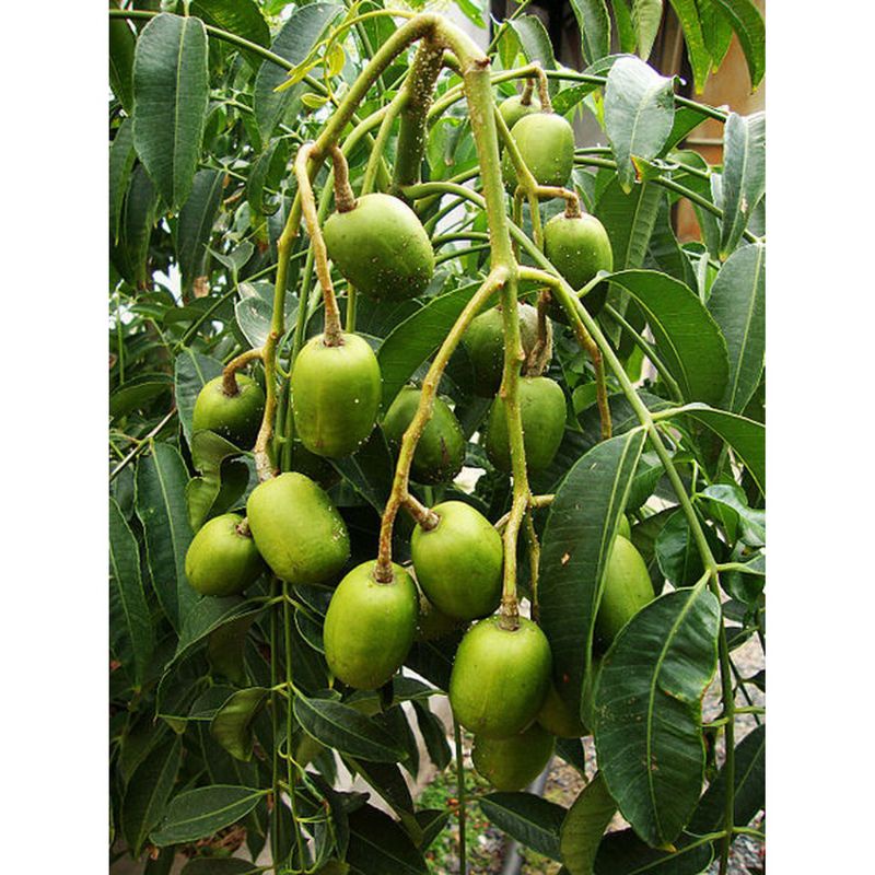 Cây cóc cầy thái giống mới