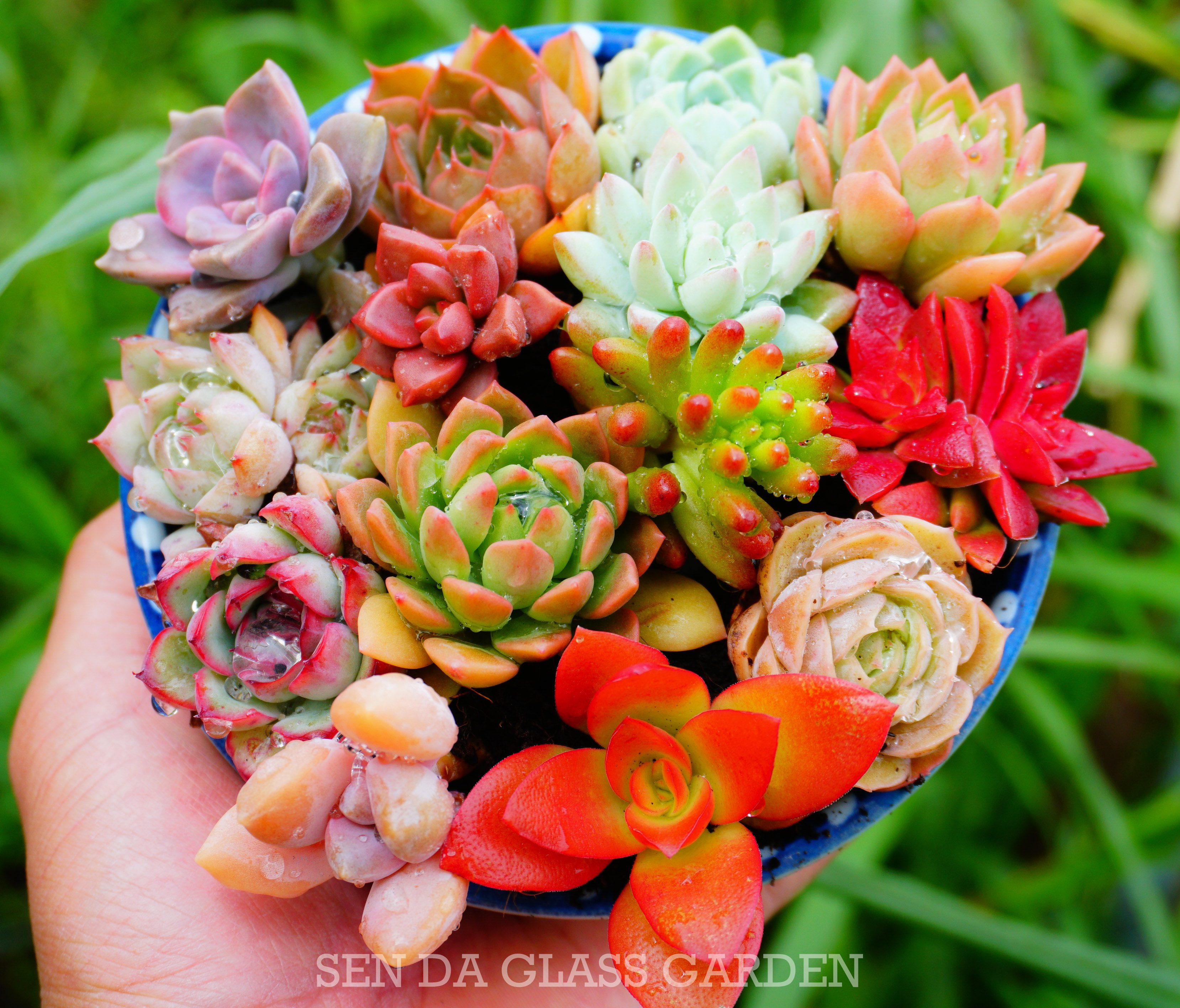 Set 5 loại sen đá mini đà lạt 3cm khác nhau 🌲mix màu ngẫu nhiên 🌲lỗi 1 đổi 1🏜️ mua 2 set tặng 1 cây