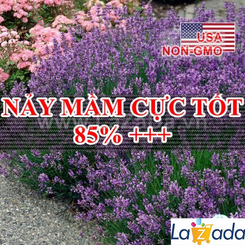50h Hạt Giống Hoa Oải Hương Lavender (TLB2| -KD: B6*V13*M199)