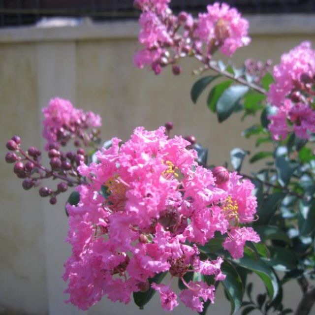 Hoa Tường Vi hồng cực kì sai hoa, cây đậm đẹp