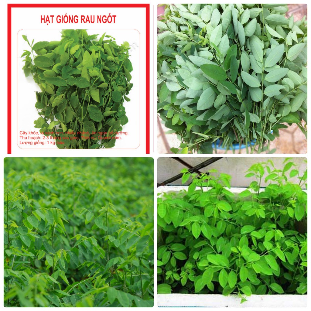 Hạt giống rau bồ ngót ,bồ ngót-gói 1gram