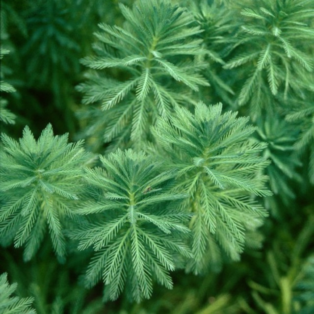 Combo 5 nhánh xương cá thủy sinh dễ trồng ( lá cạn )