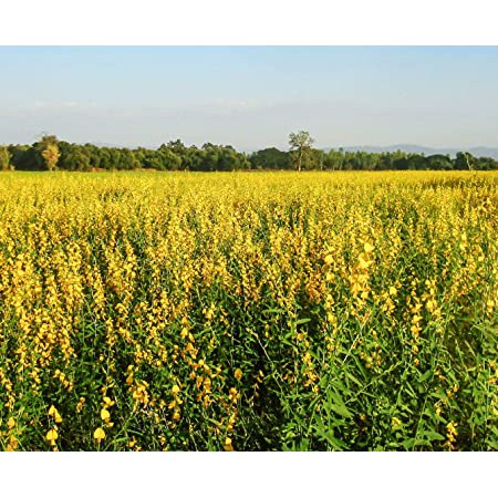 Hạt giống cỏ lục lạc sợi - gói 1kg - hạt giống cỏ chăn nuôi