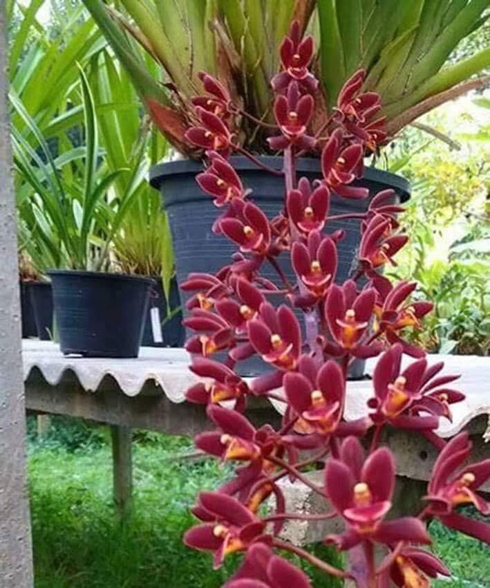 HOA LAN KIẾM ĐỎ THÁI LAN-gửi đi nguyên chậu, hàng cực đẹp, đánh thẳng từ thái về