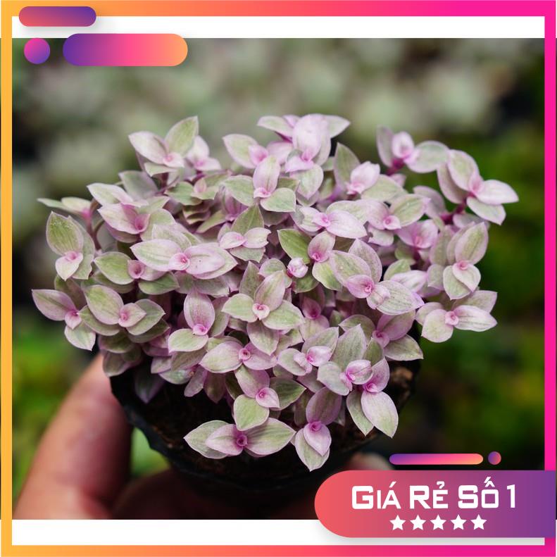 Sen đá sedum pinklady glass garden bầu nhỏ 7cm, dễ trồng, lỗi 1 đổi 1