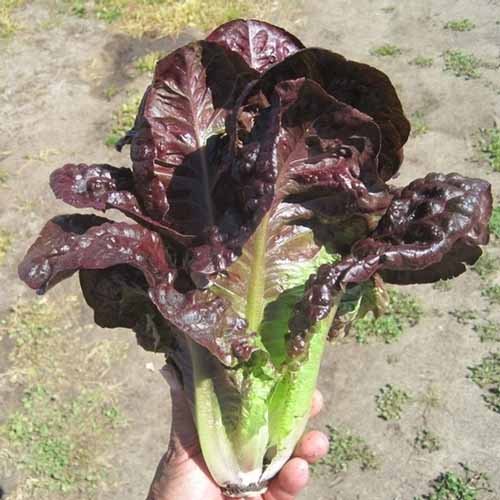 Hạt giống Xà Lách Romaine đỏ tím .