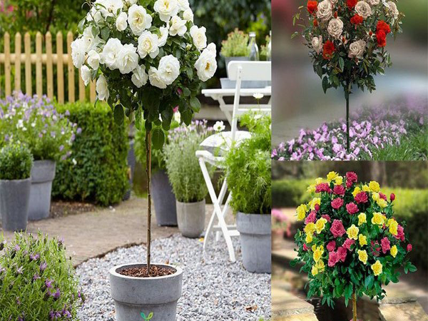 10 GỐC HỒNG THÂN GỖ ( khách đươc chon màu, tăng kèm kích rễ)