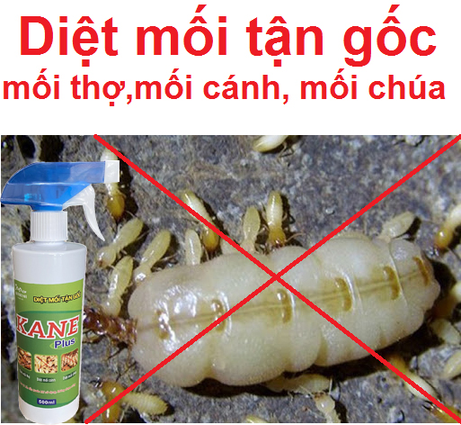 Thuốc diệt mối tận gốc, diệt tổ mối, diệt mối chúa, diệt mối cả đàn hiệu quả cao,thuốc trừ mối sinh học Kane plus ngăn ngừa mối trở lại