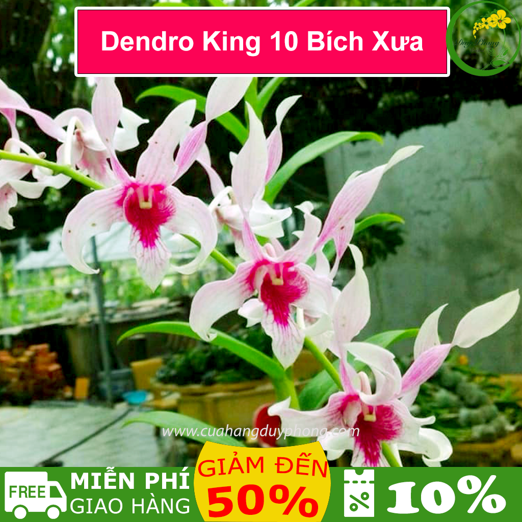 Hoa lan dendro king 10 bích - chậu bán fi 16, to cao, bụi lùm