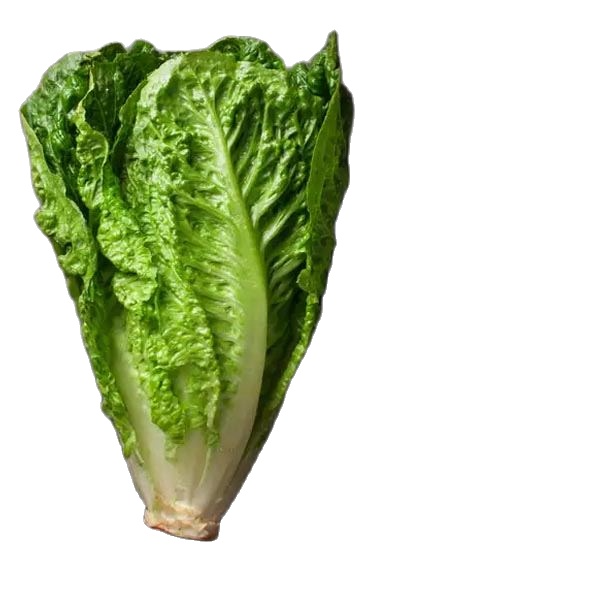 Hạt giống Xà lách Romaine Xanh