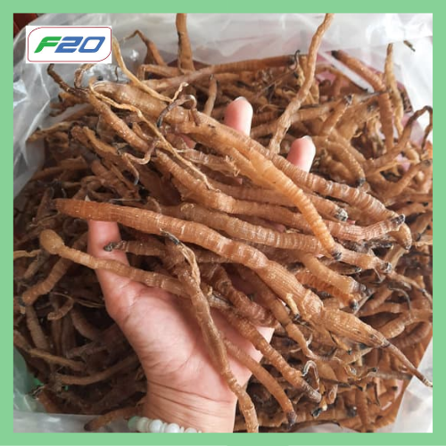 Sá Sùng Nấu Phở 100gr Size Nhỡ Siêu Ngon - Sá Sùng Khô Sạch Cát