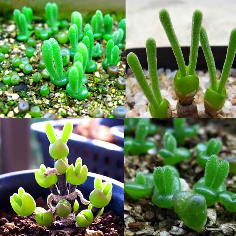 Hạt giống cỏ tai thỏ nhập khẩu - 20 hạt