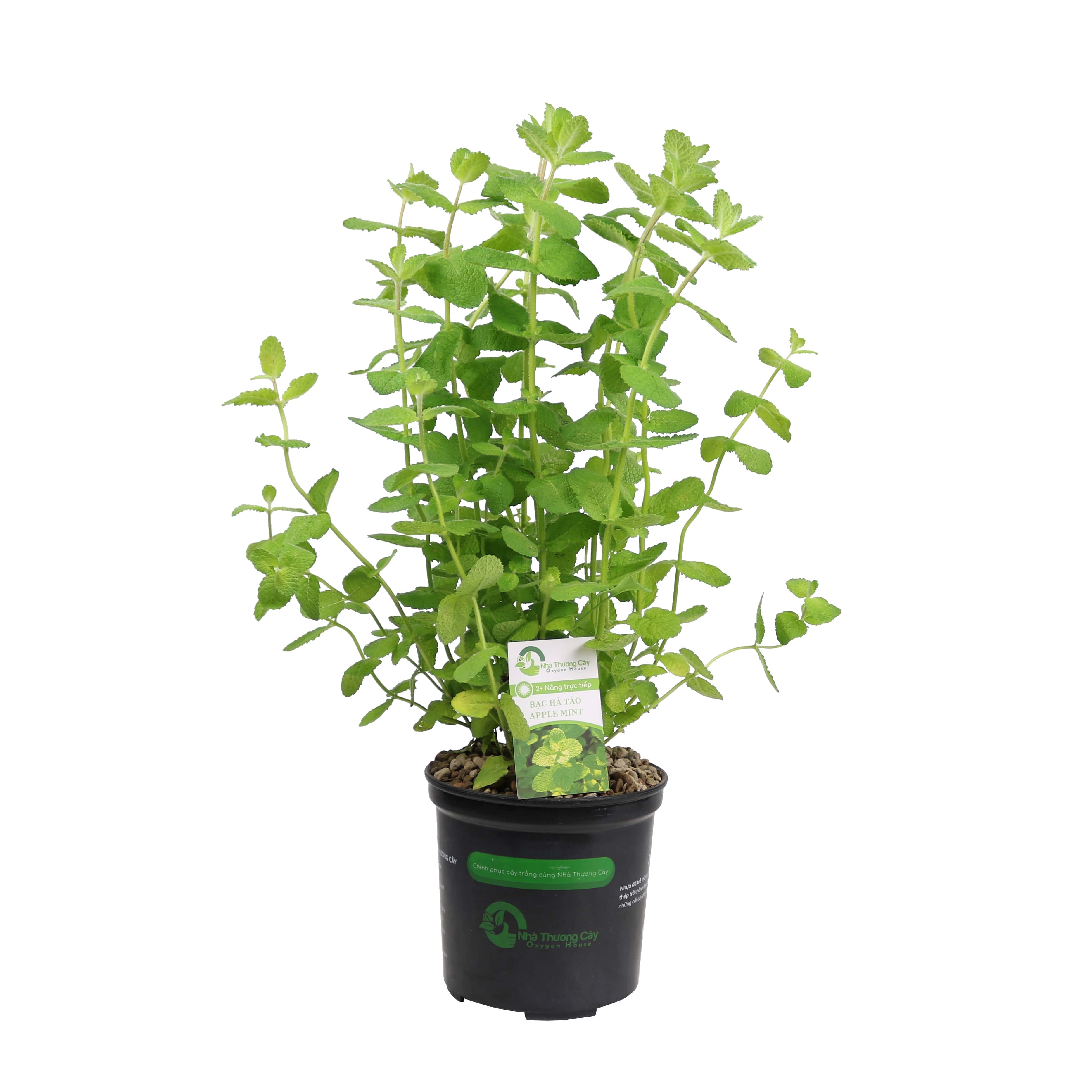 Cây gia vị | bạc hà táo | apple mint