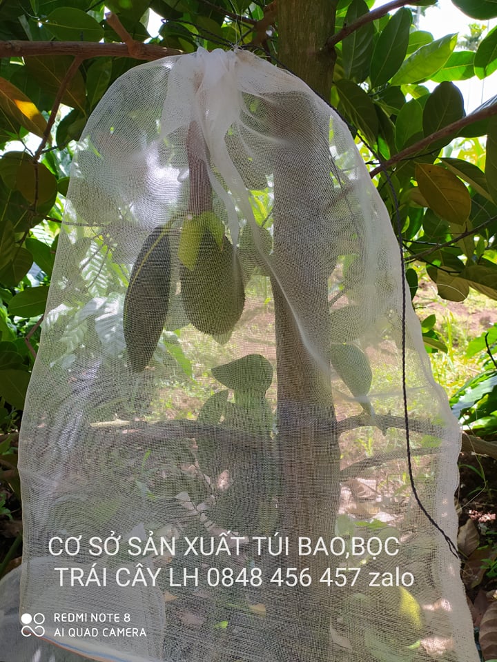 50 CÁI TÚI BAO,BỌC MÍT CƯỚC THÁI LOẠI  TỐT 50*70