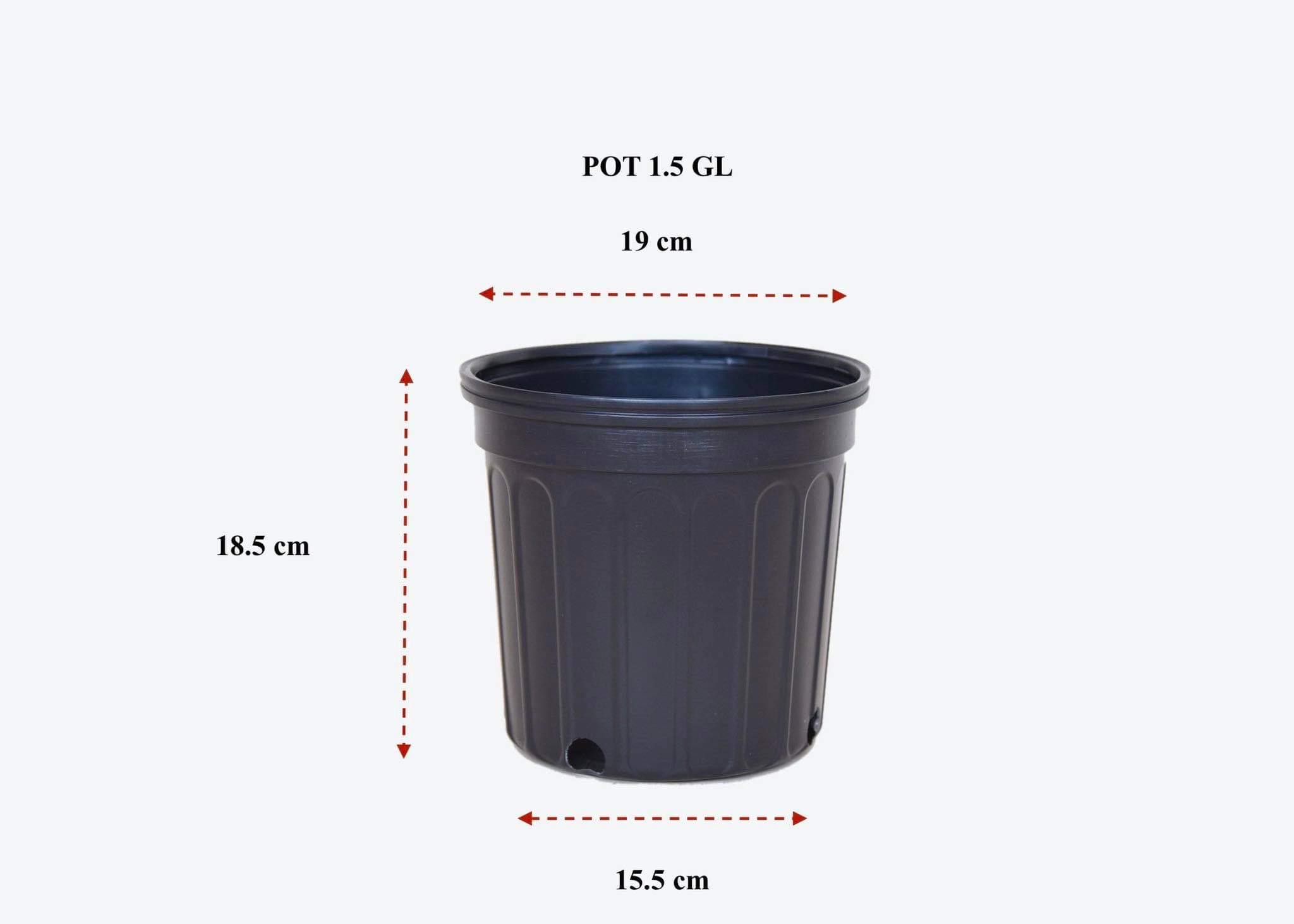 Chậu nhựa trồng cây Hàng xuất khẩu size 1.5 gallons