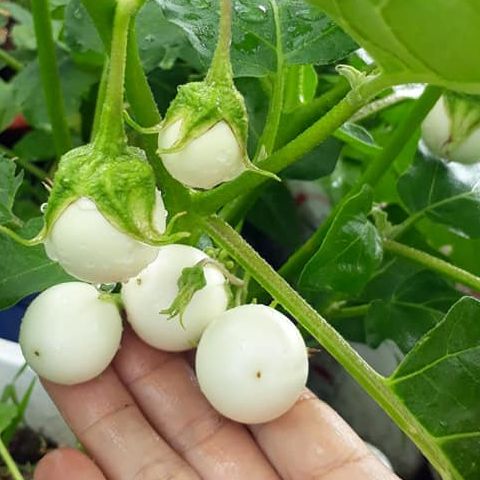 Hạt giống cà pháo trắng - gói 5g/ 2g/ 0.5g
