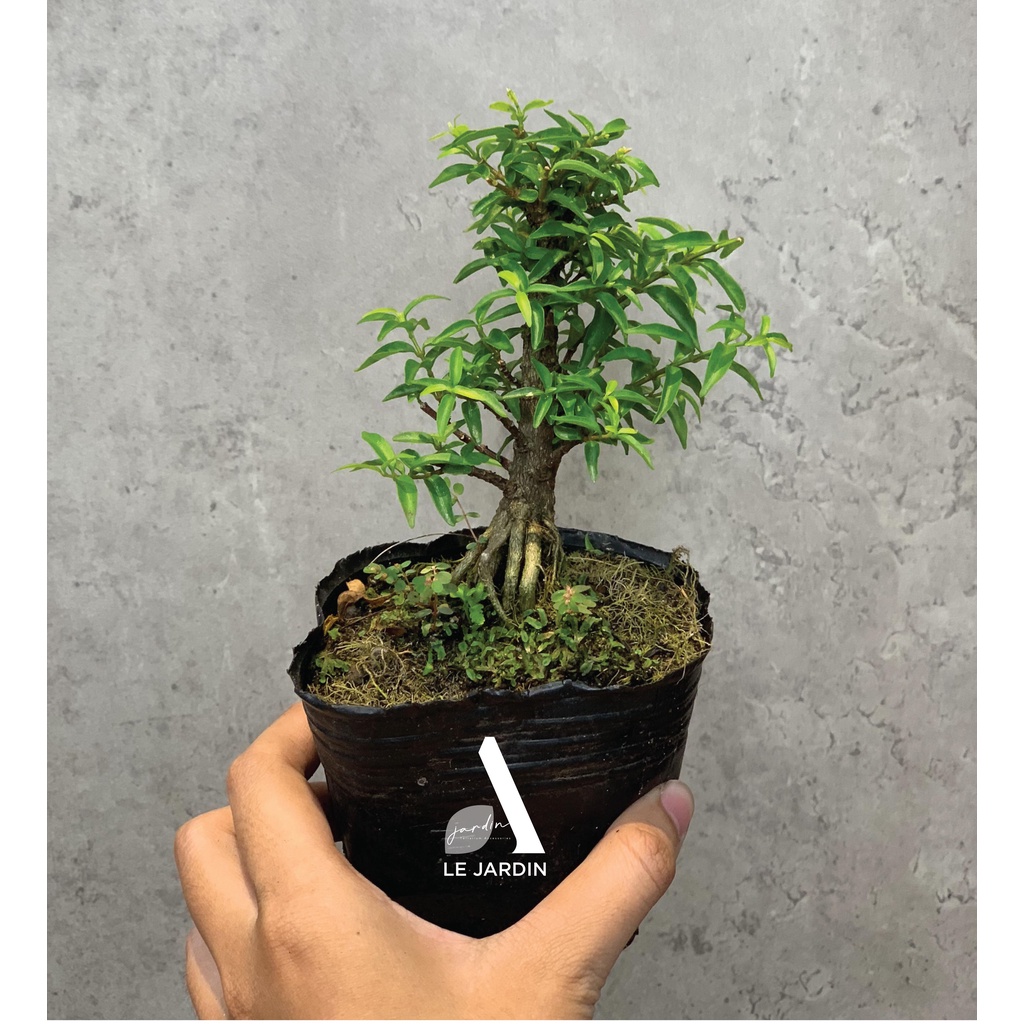Bonsai Mai Chiếu Thủy Đứng - Bonsai mini, bonsai terrarium, bonsai giống hiếm, bonsai nhỏ hơn 10cm - Setup tiểu cảnh bán cạn terraiurms