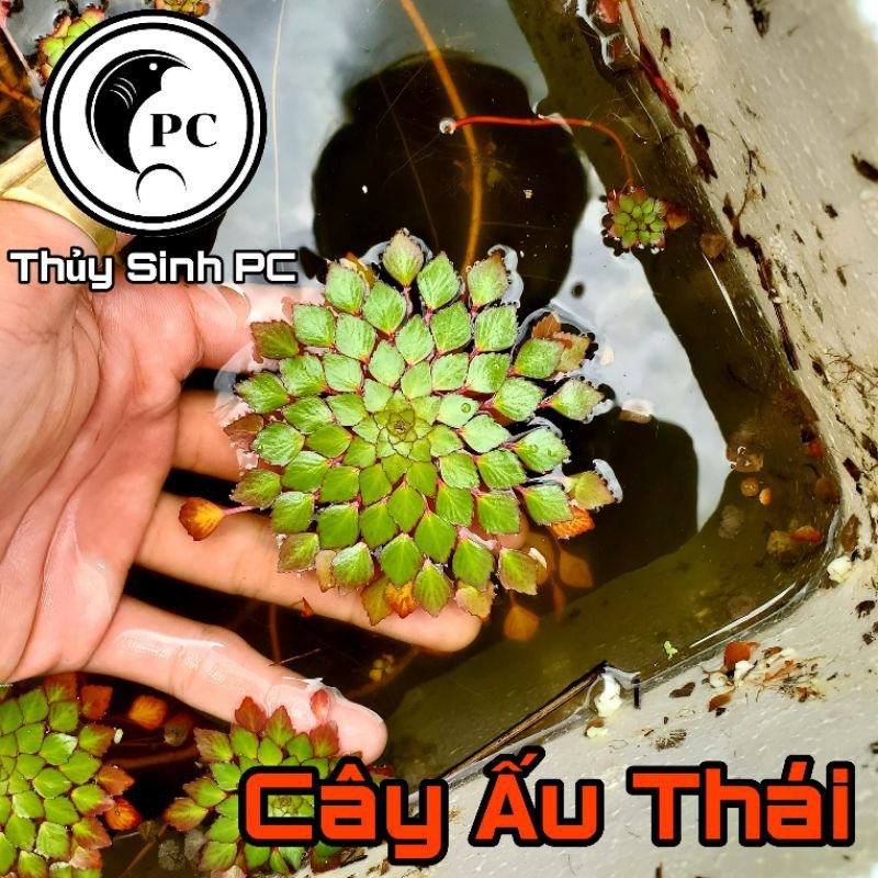 Cây Ấu Thái Trang Trí Hồ Cá - Phụ kiện trang trí hồ cá cảnh thủy sinh tiểu cảnh hòn non bộ giá rẻ
