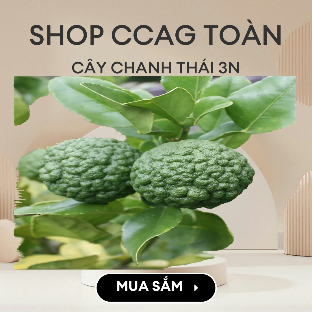 Combo 2 cây chúc giá 300k