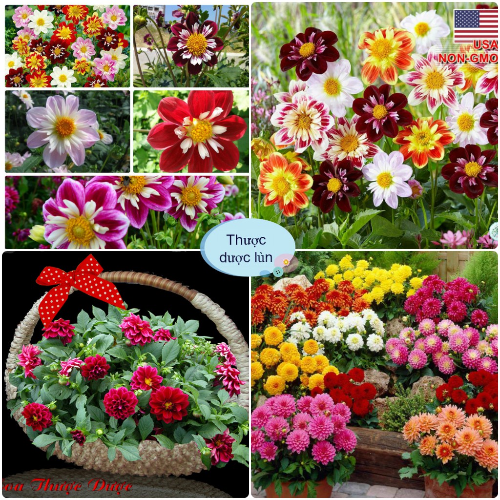 Hạt giống hoa thược dược lùn mix đủ màu