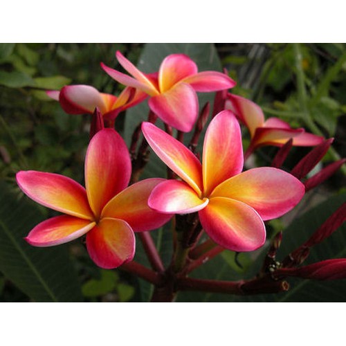 Cây hoa đại đỏ siêu đẹp-bầu cây giống