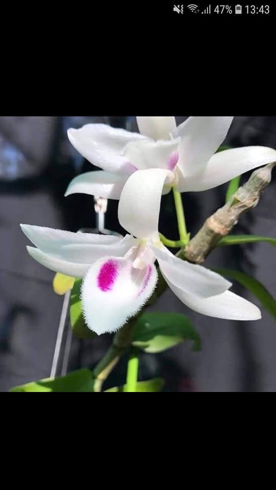 Phi điệp 5ct phú thọ hàng gieo hạt