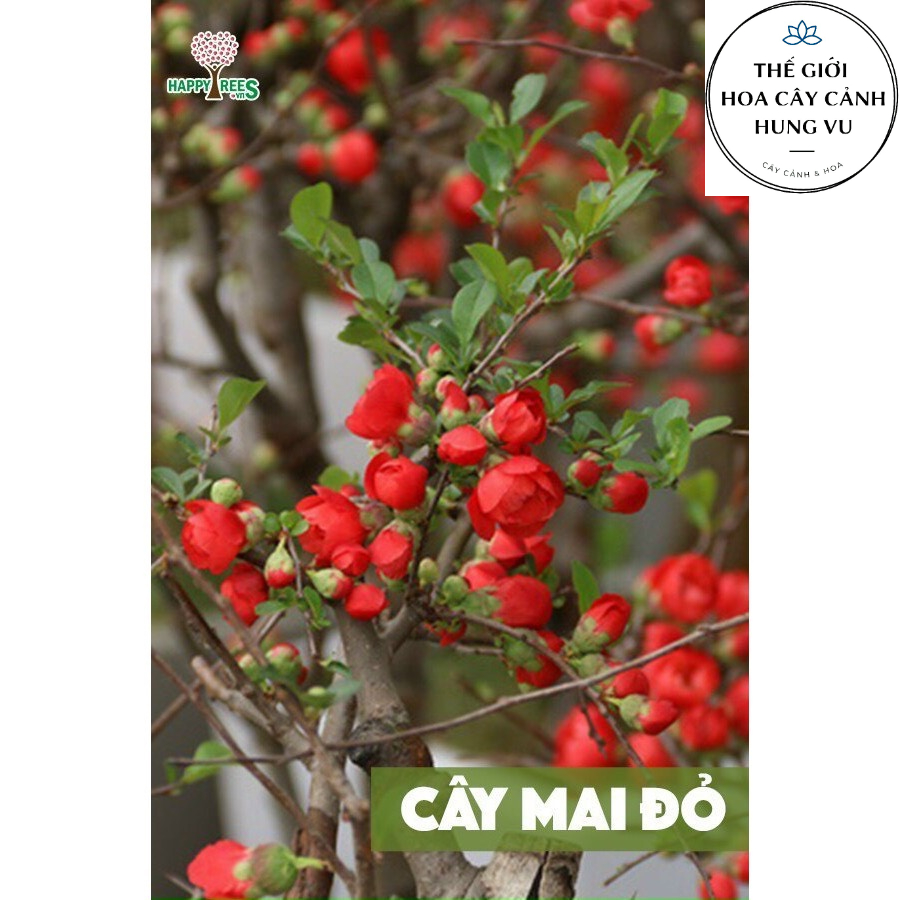 Cây mai đỏ nhật bản loại 1 cao 60cm .