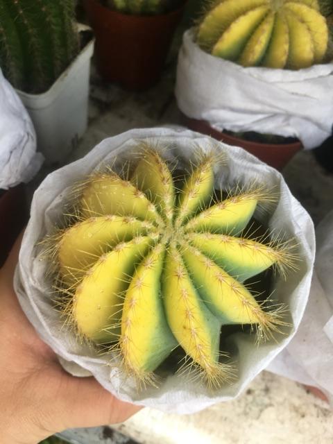 Xương rồng khế vàng - chậu 12cm