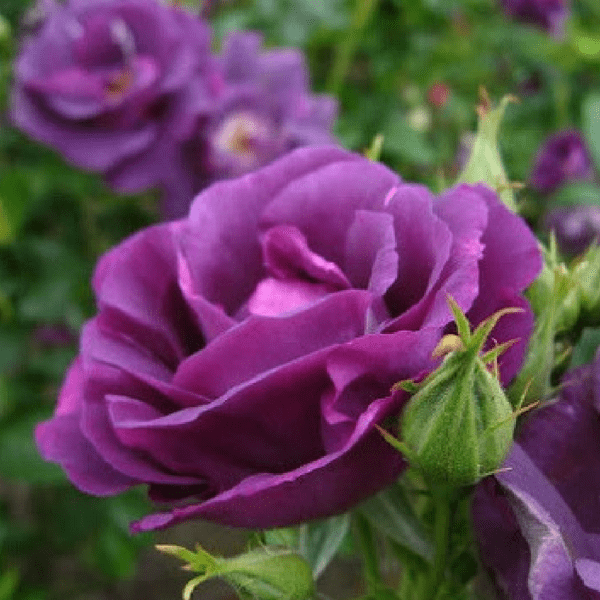 6 gốc hồng ngoại đủ màu